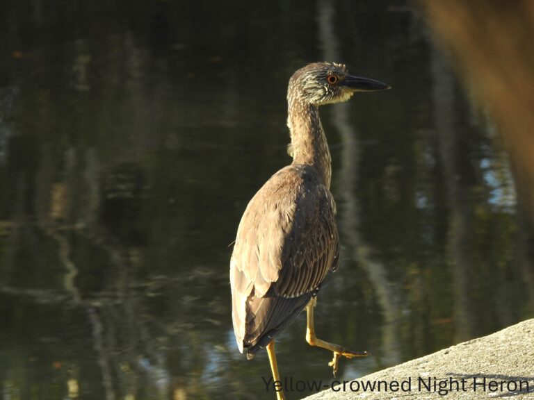 Yellow-crowned Night Heron/Pat Bazany